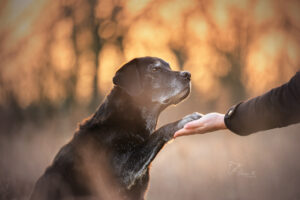 Hund gibt Mensch die Pfote