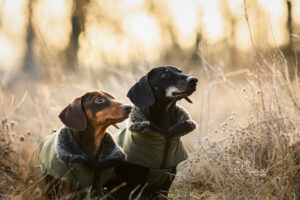 zwei Dackel im Schnee mit Mantel